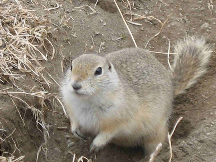 Strychnine use for gopher control ends March 4, 2023